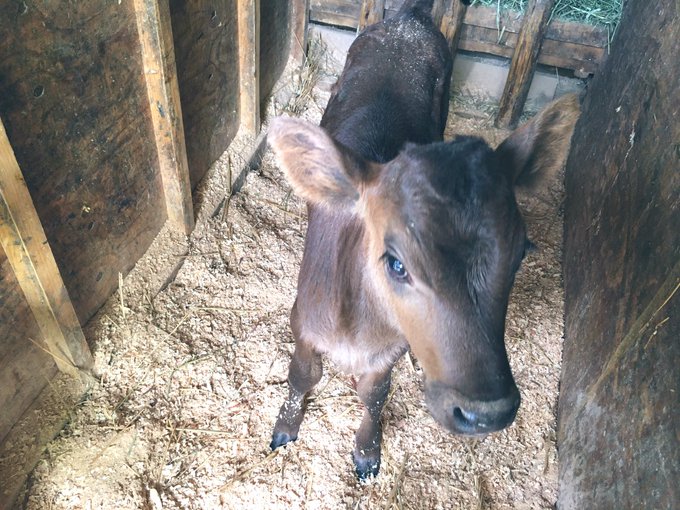 産まれたてのこうし可愛すぎた🐮 