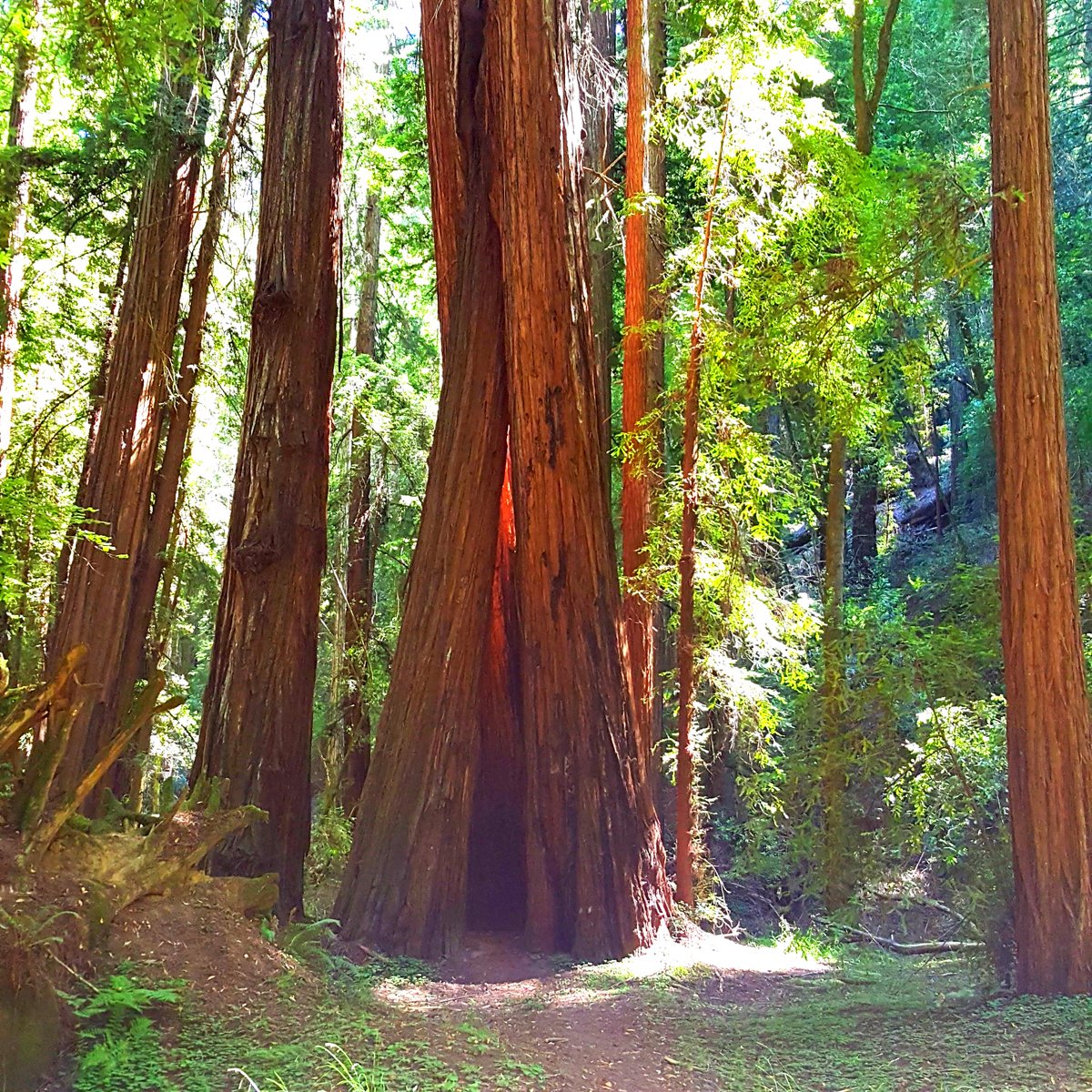 Like red wine, redwoods getter better with time....a loooong time

#Sonoma #Sonomacounty #Sonomavalley #redwoods #redwine