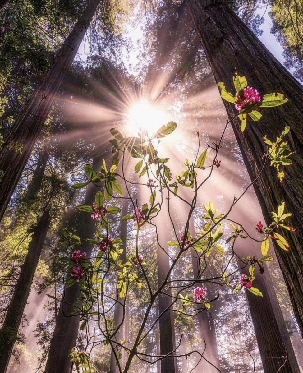 إن كلّ #أمنيةٍ تبدأ بحُلم ثم دعاء و رجاء
 فإذا لامست عُنقَ السماءِ و صادفت 
#ساعةَ_استجابة
تحققت وأذِن اللهُ لها بالشروق.،

ٰ
صباحكم شارق وفارق ي #عربناااا.،🙃🤞🏻