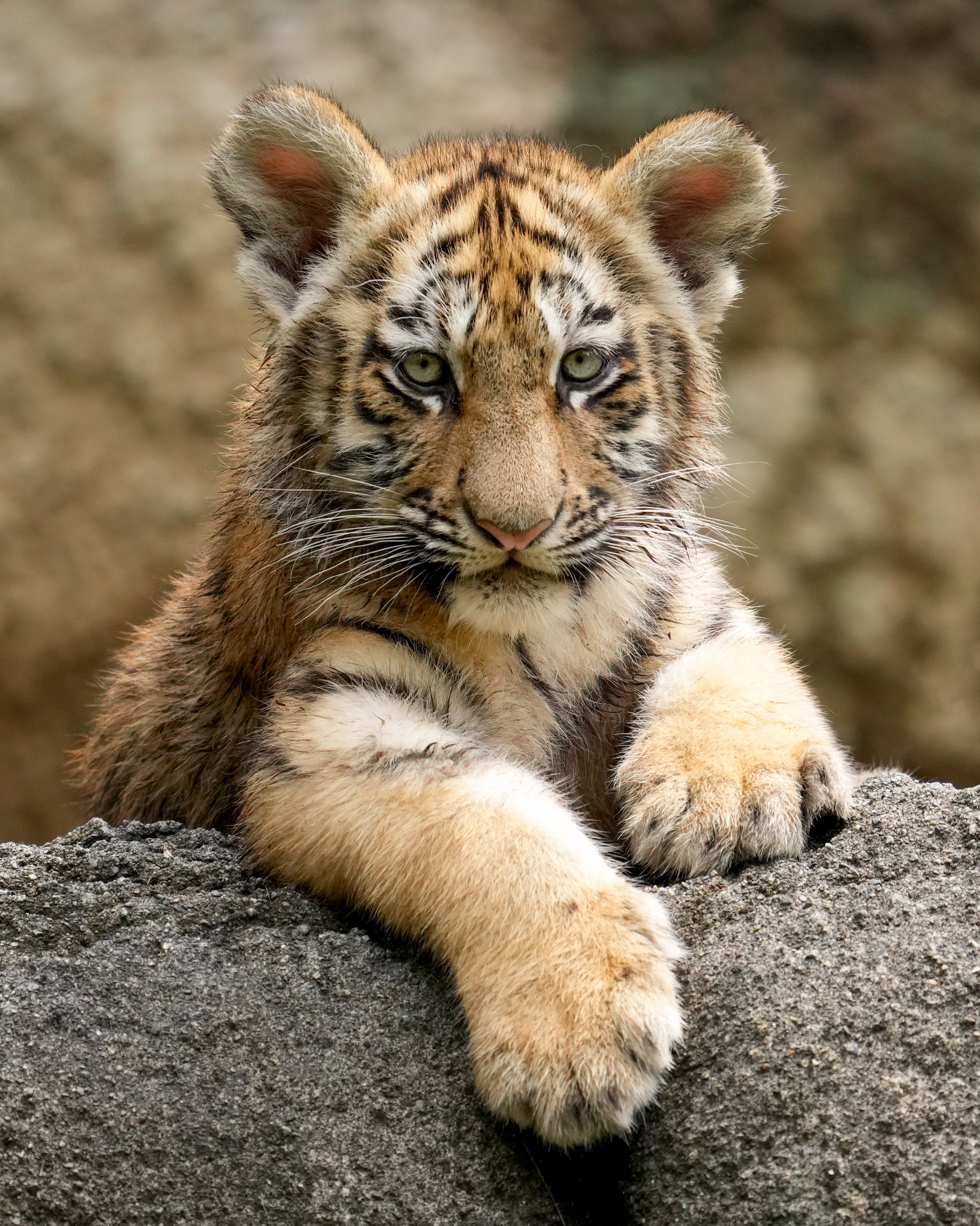 Riku 浜松動物園のアムールトラのローラっ子たち この子は額の模様 が左右対称な感じで 見分けやすかったです ちびっ子でも表情はしっかりトラでした 浜松市動物園 アムールトラ 放飼訓練 T Co Dwxfzxy0ba Twitter