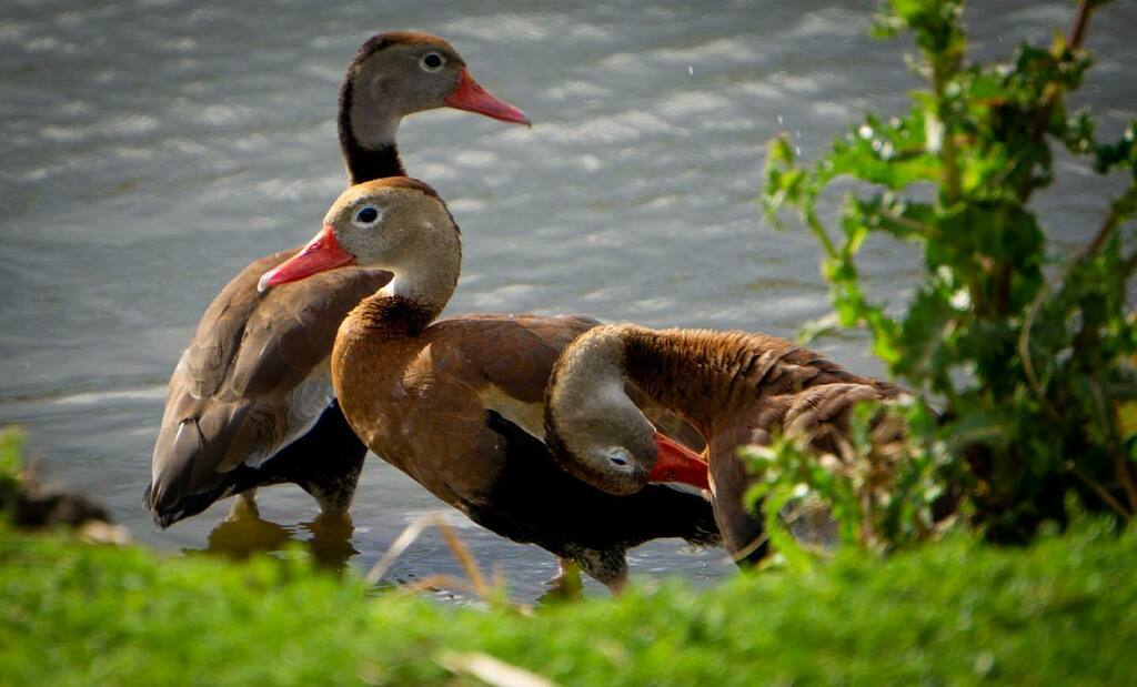 ghostcatpatrick's tweet photo. This is one from last month that I never posted. Poor ducks. I promised to make them famous and I slacked off. #ghostcatentertainment #ghostcatpatrick #ghostcat #ducks #ducksofinstagram #wildlife #wildlifephotography #nature #naturephotography #sony #son… https://t.co/Oi6KEKo548 https://t.co/N4kdNGpxvF
