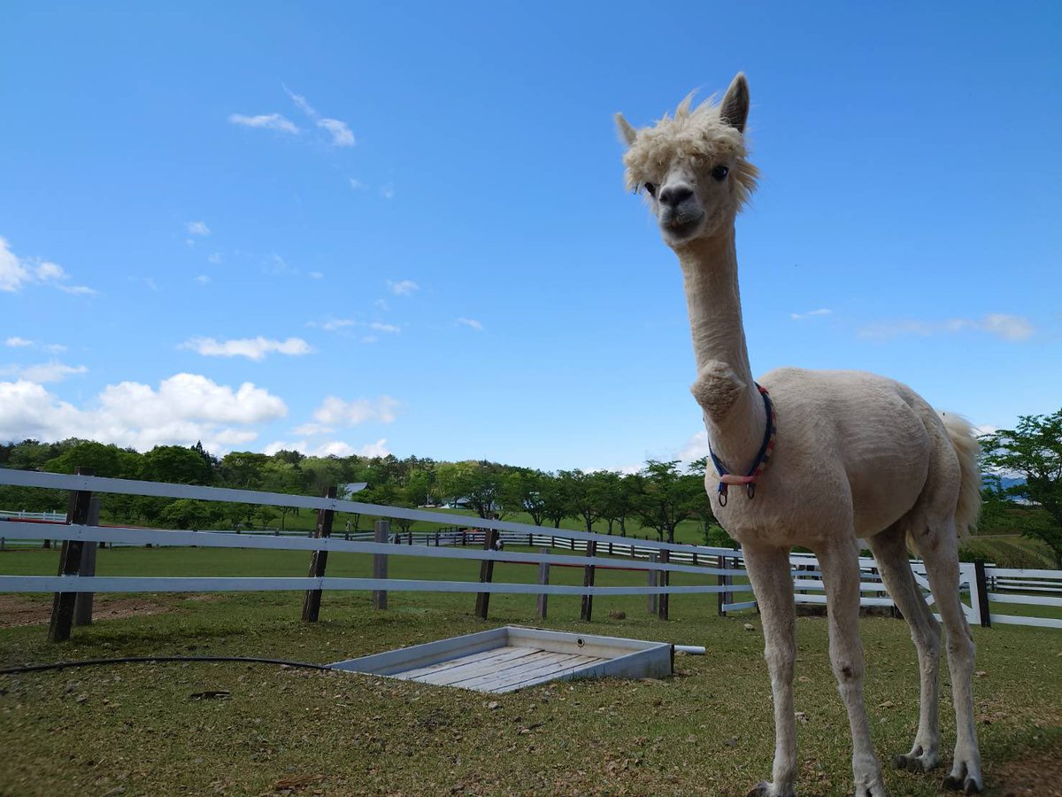 ひるがの高原 牧歌の里 公式 本日は待ちに待った晴天 今日は1日お天気持ってくれそう 引き馬担当のワラワラくんと ダイヤカットのだいやくん 牧歌の里 馬 アルパカ