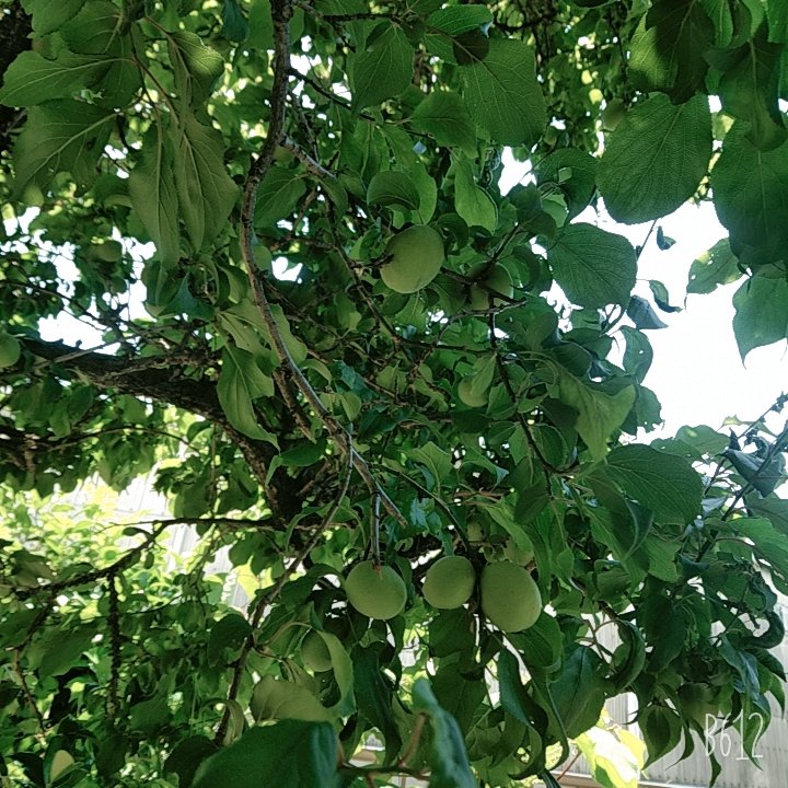 kahi54076593's tweet photo. 梅 がり🍏

今年は豊作💦
我が家の梅の木～のち梅ッ酒😊 https://t.co/52nykqBnqt