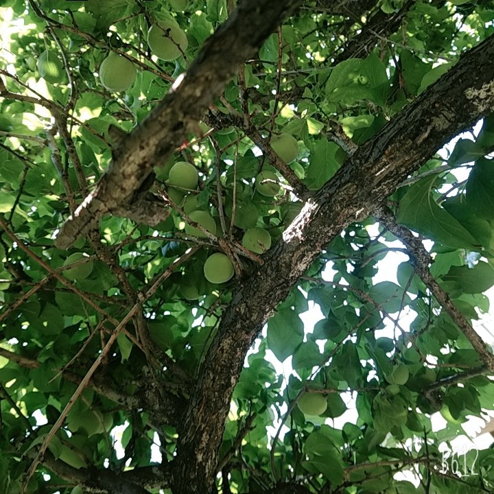 kahi54076593's tweet photo. 梅 がり🍏

今年は豊作💦
我が家の梅の木～のち梅ッ酒😊 https://t.co/52nykqBnqt