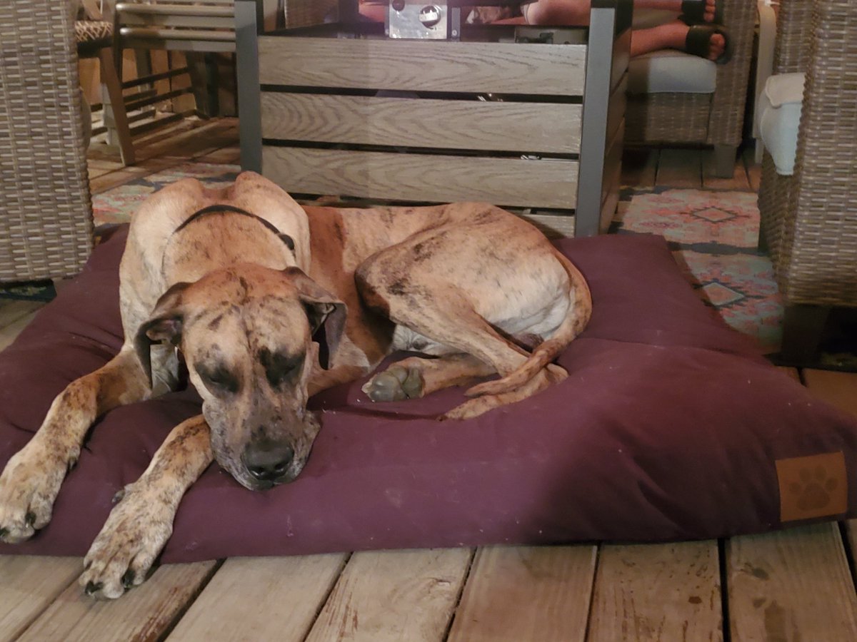 Elizabeth Schell tweet media