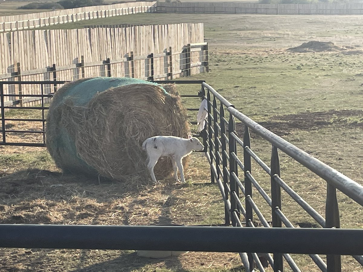 LowaBeebe's tweet image. Thank you Carlon &amp;amp; Lisa Big Snake for the warm welcome. It was a blessing to visit the white baby Buffalo 🙏🏽 #siksika #buffalo #hope #whitebuffalo #longweekend 

strathmorenow.com/stories/white-…
