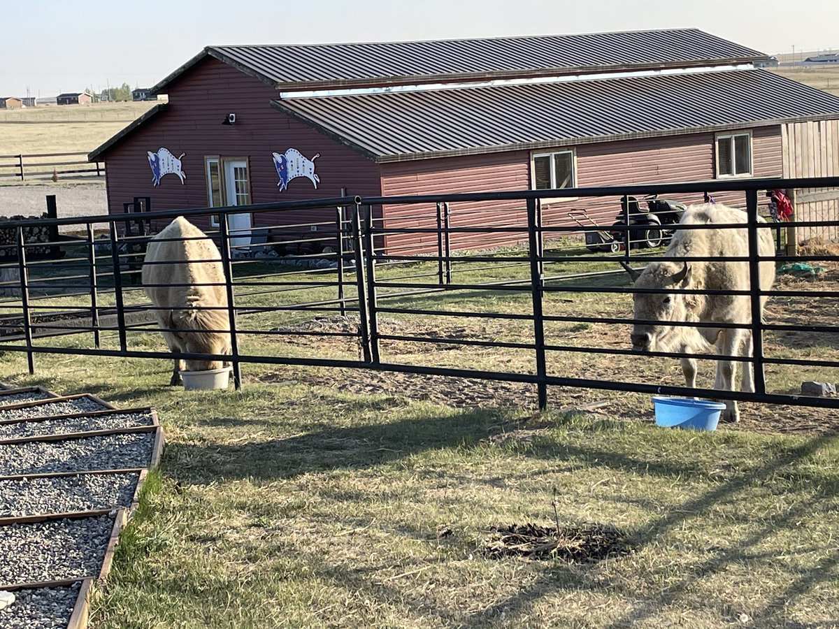 LowaBeebe's tweet image. Thank you Carlon &amp;amp; Lisa Big Snake for the warm welcome. It was a blessing to visit the white baby Buffalo 🙏🏽 #siksika #buffalo #hope #whitebuffalo #longweekend 

strathmorenow.com/stories/white-…