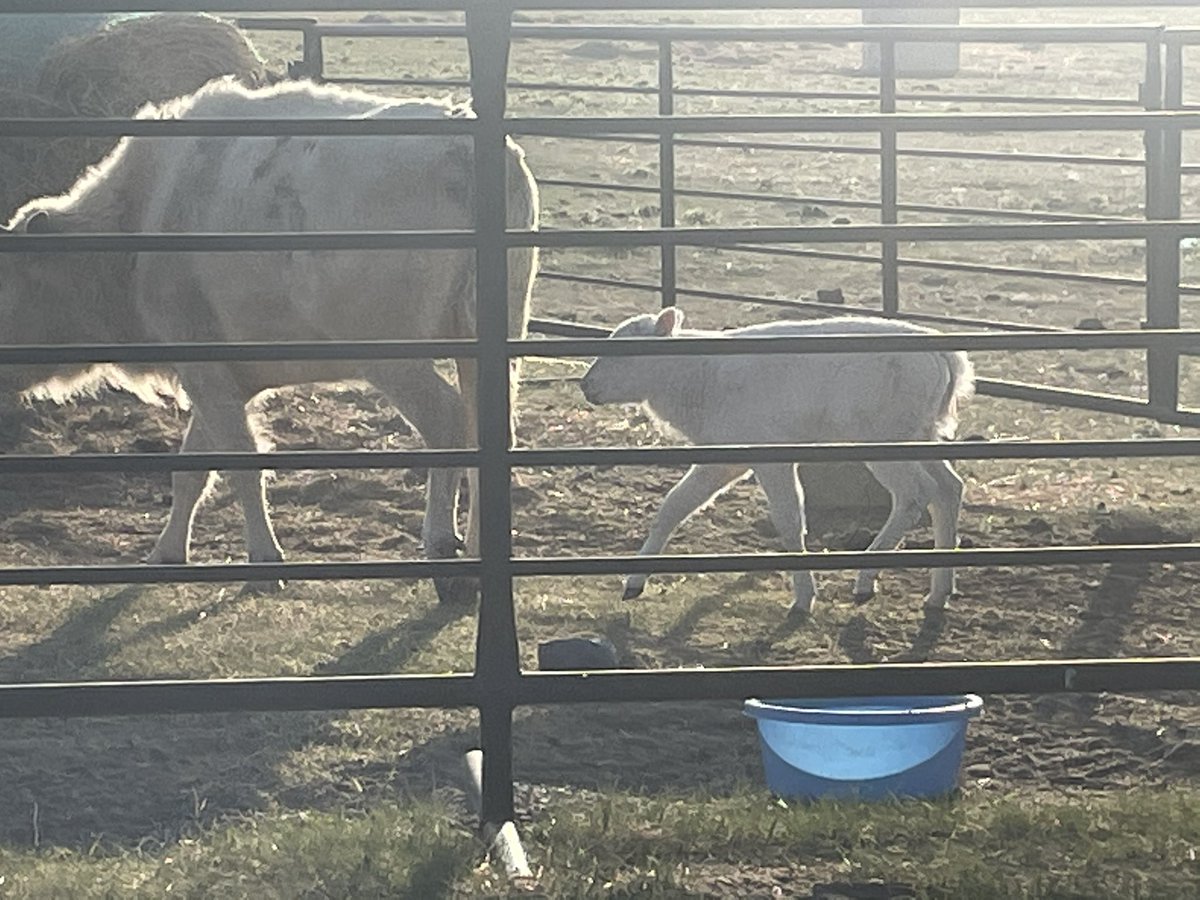 LowaBeebe's tweet image. Thank you Carlon &amp;amp; Lisa Big Snake for the warm welcome. It was a blessing to visit the white baby Buffalo 🙏🏽 #siksika #buffalo #hope #whitebuffalo #longweekend 

strathmorenow.com/stories/white-…