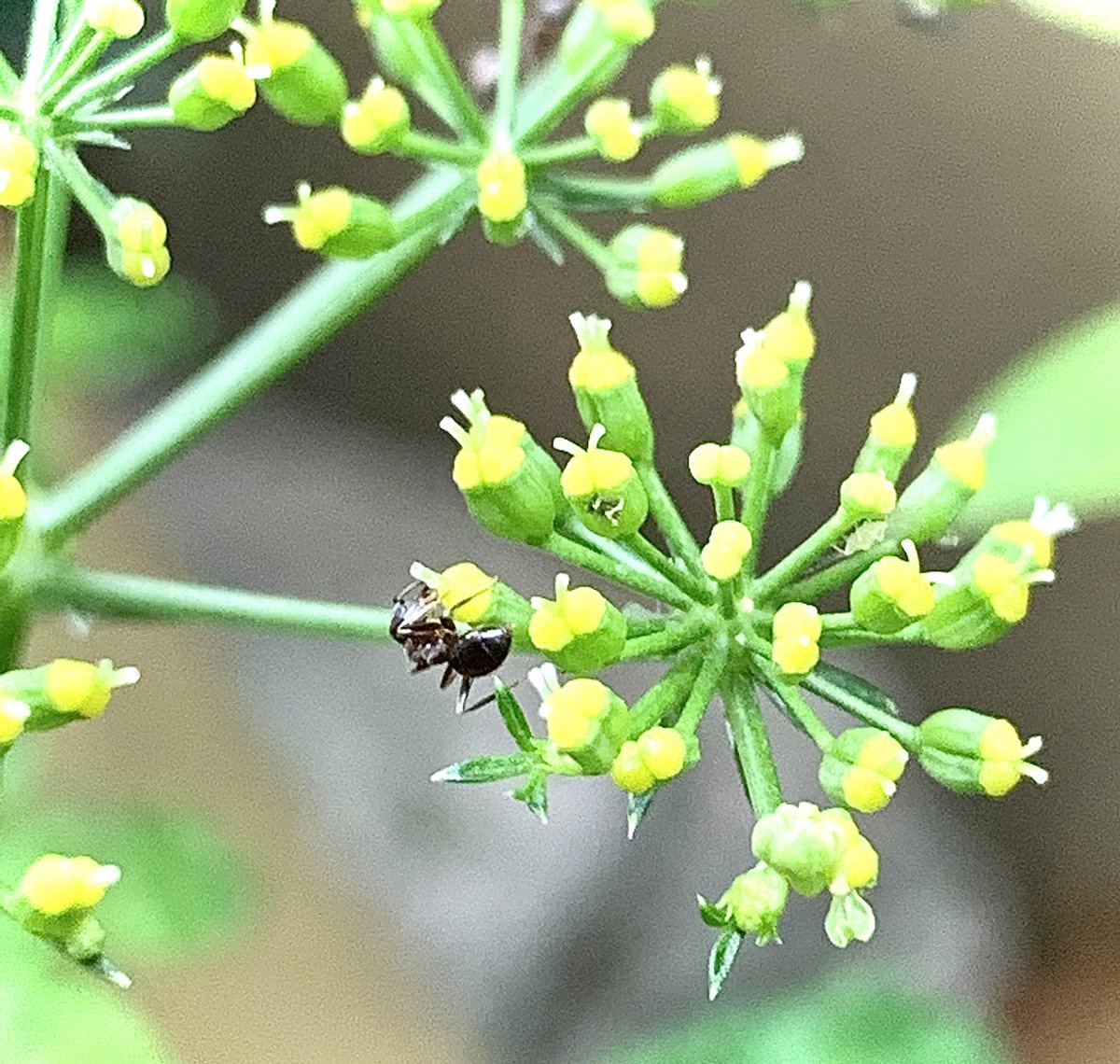 ট ইট র 鈴木 線香花火みたいなパセリの花 アリが甘い蜜を吸いに集まってる 花言葉は 祝祭 と 死の前兆 なんかオリンピックみたい ট ইট র 鈴木 線香花火みたいなパセリの花 アリが甘い蜜を吸いに集まってる 花言葉は 祝祭 と 死の前兆 なんかオリンピックみたい
