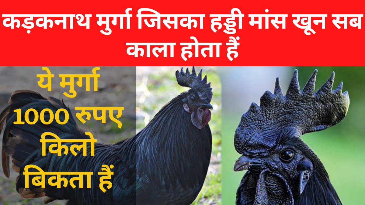 thetypwriter's tweet photo. https://t.co/nhd2fnBxoT
New vide 👆👆👆👆👆
#rarechicken #madhaypradesh #YouTubeVideo #YouTuber #SubscribeNow #like #TrendingNow #TrendingNews https://t.co/iPAPo6CN5x