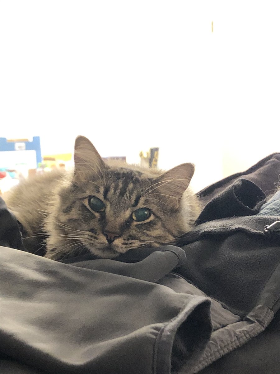 AuLaitAllDay's tweet photo. Hi y’all! I’m new to Tweeter and would like to make some new furriends! My meowmy follows a lot of you and today she got me my own account! #CatsOfTwitter #TabbyTroop https://t.co/r4OZPCO5B7