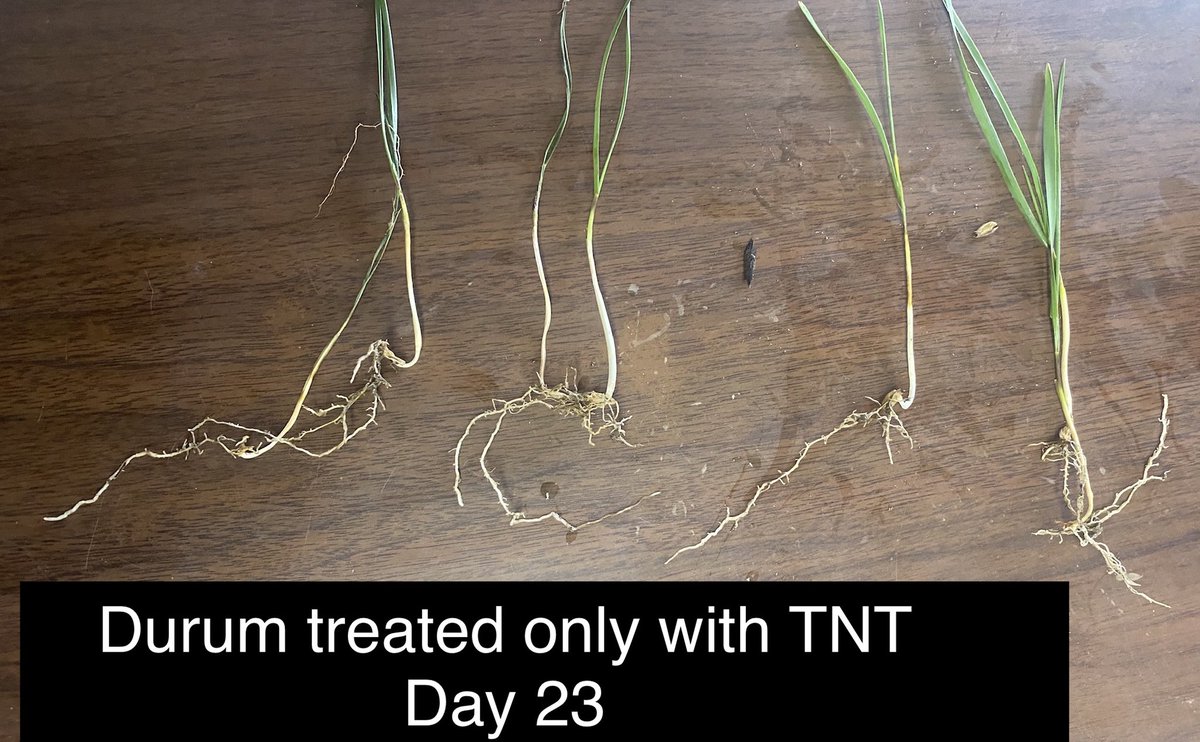 Trinitybiochem's tweet photo. Pretty interested to see what these durum plants do with our recent moisture, time for a good shot of #RevUp2X #TNTseedperfection #TrinityBiochem #plant21 https://t.co/RZgxsp7vA1