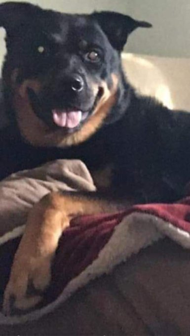 I LOVE TEDDY!!!! ❤️❤️❤️ https://t.co/z74Fi8hOaC<a href="/tag/twitchstreamer"class="tags"><span>#twitchstreamer</span></a><a href="/tag/genshinimpact"class="tags"><span>#genshinimpact</span></a><a href="/tag/hutao"class="tags"><span>#hutao</span></a>