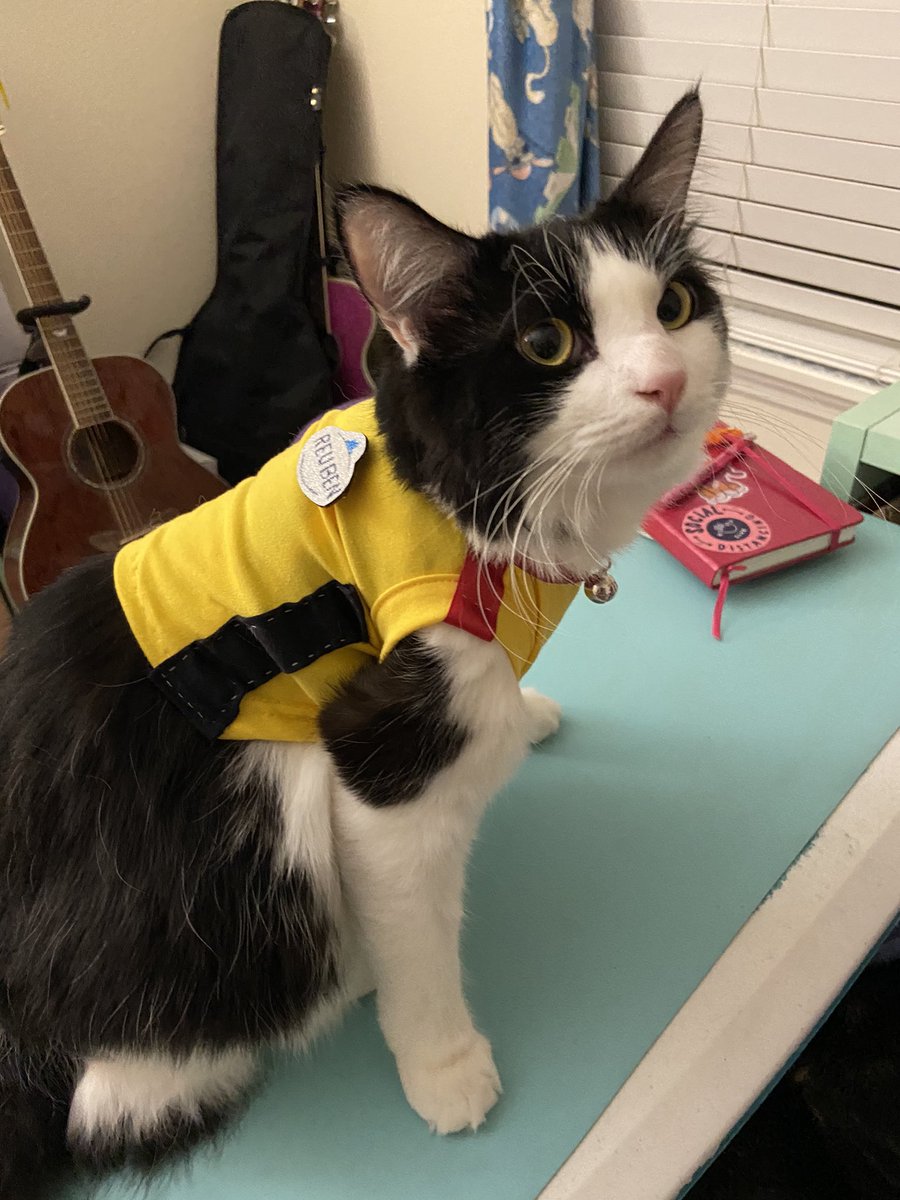 TheDaniDiary's tweet photo. Reuben is ready to host poolside activities! I wouldn’t trust him with campfire though...too many marshmallows! #disneysidecast #disneyside #wdw #recreation #castmembers #disneypet https://t.co/mps6UkMNjF