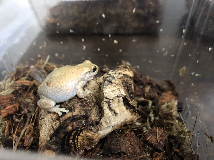 爬虫類倶楽部 中野店 本アカウント S Recent Tweets 4 Whotwi Graphical Twitter Analysis