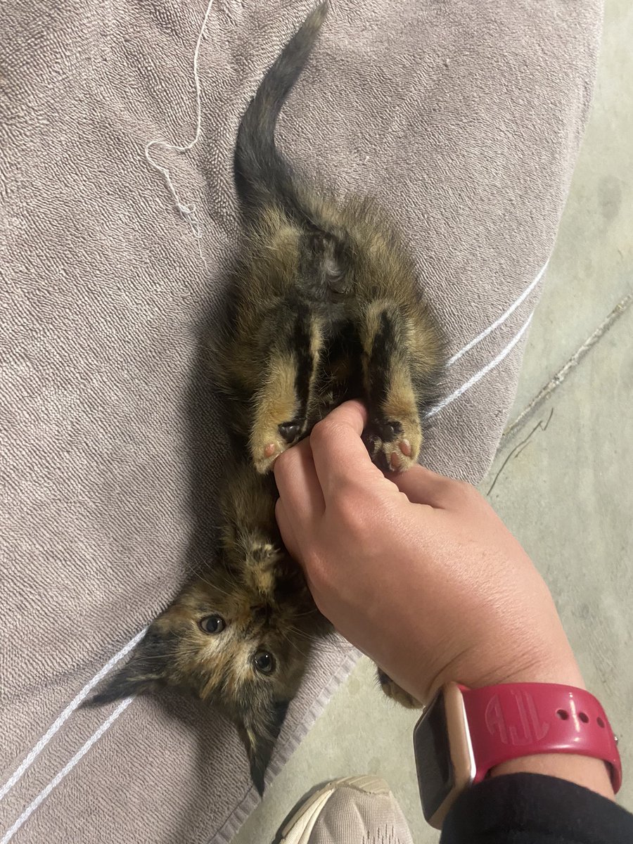 AvarieJackson's tweet photo. I guess one more fur baby won’t kill us, right @Bcchilds_8 ? 🤦🏽‍♀️ https://t.co/eOmFwLumBc