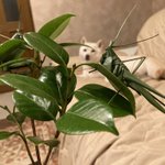 クオリティが高すぎて本物にしか見えない!犬の散歩中に貰ったという、葉っぱで作られたバッタ!
