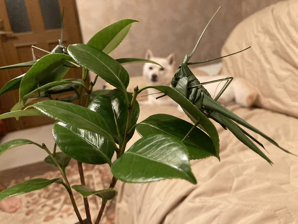 クオリティが高すぎて本物にしか見えない！犬の散歩中に貰ったという、葉っぱで作られたバッタ！