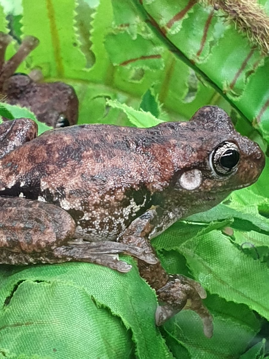 FrogPotter's tweet photo. Cute Peron's Tree Frogs enjoying a break from the crowds at the Penrith  Reptile Expo https://t.co/y3Ajg7h5HR