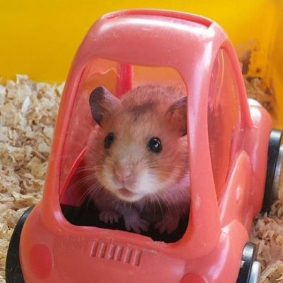 imkittyQ's tweet image. #새프로필사진