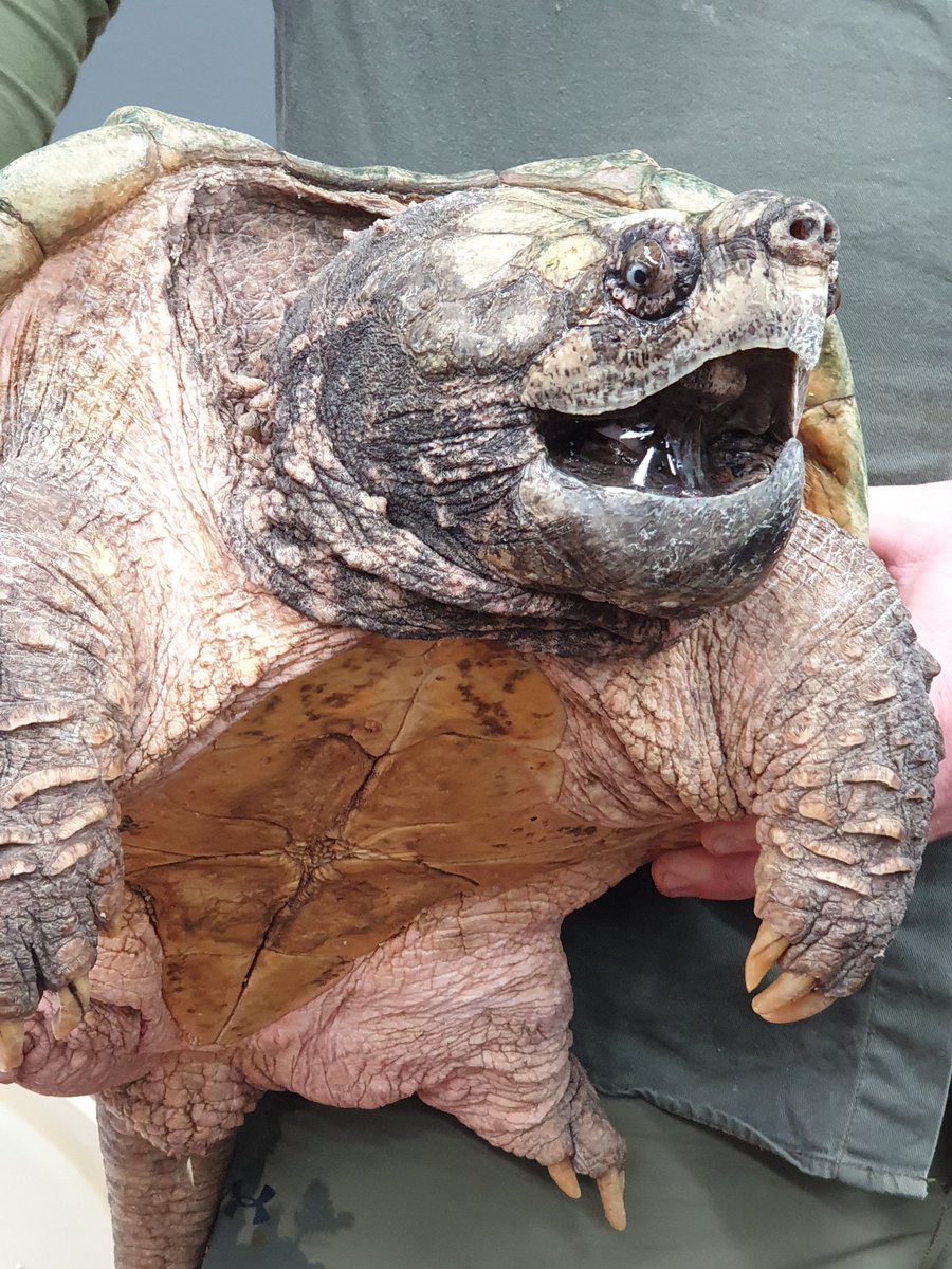 FrogPotter's tweet photo. Surprise meeting at Penrith Reptile Expo! Not the best smelling animal, but full of personality https://t.co/9ec8ULeH2D