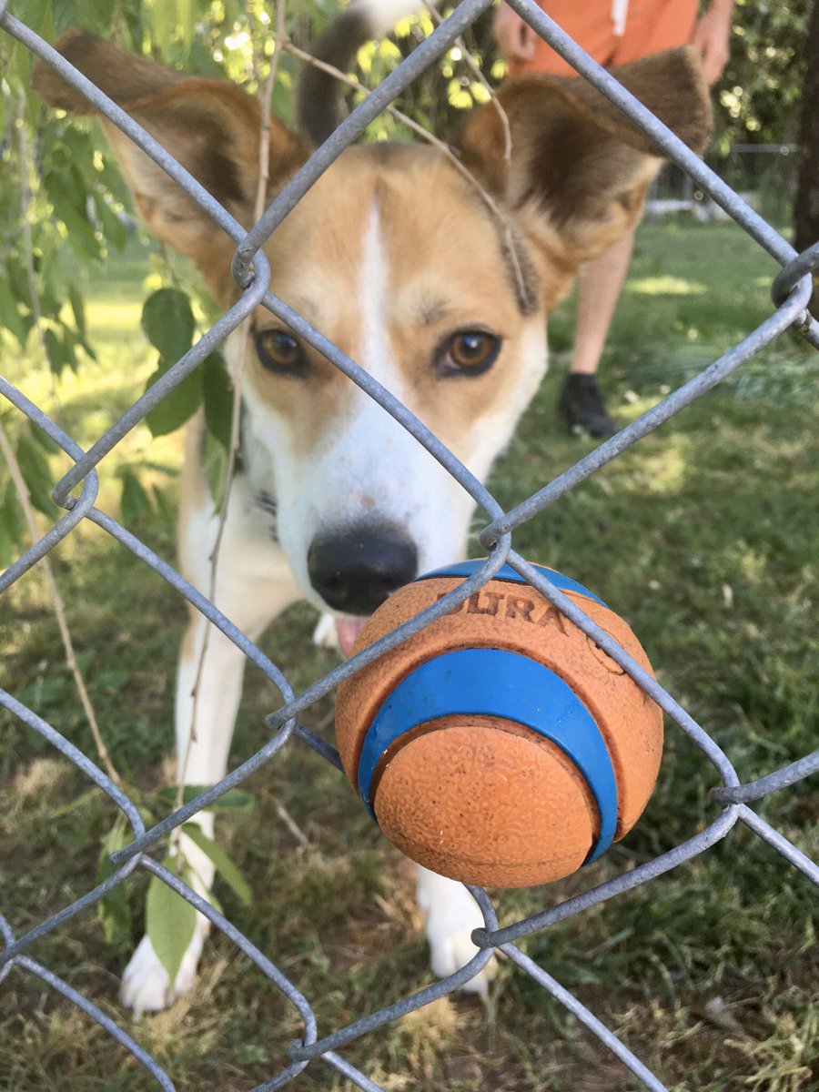 PoindexterPark's tweet photo. Come here ball! 🎾
#huskyhound #huskymix #chuckitball #chainlinkfence #doggydaycare #playtime #balltime #fetch #stuck #gimme #mine #myball #dogsofvirginia #braintrainingfordogs #louisava #poindexterparkpets https://t.co/o4Fkri3AIf