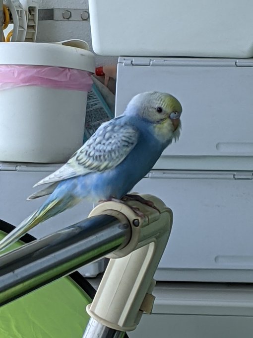 土曜日の夕方 セキセイインコがベランダに迷い込んできました 心当たりのある方は 枚岡警察で保護されていますので ご連絡してみてくださいな