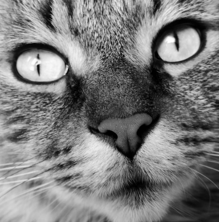 NefariousB123's tweet photo. Snuck out of the house today while Ma, the Diva and the Terrierist were outside at the neighbors.  Someone got concerned because they thought they saw a raccoon. #Undercovercat  #Caturday #CatsOfTwitter #trashpanda #bigcat https://t.co/RFQPeo0DAL