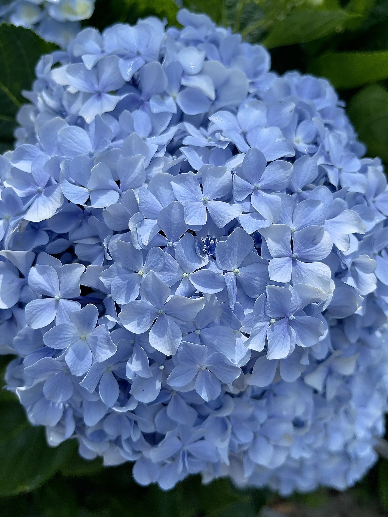 高家繡球花田 Twitter Search Twitter