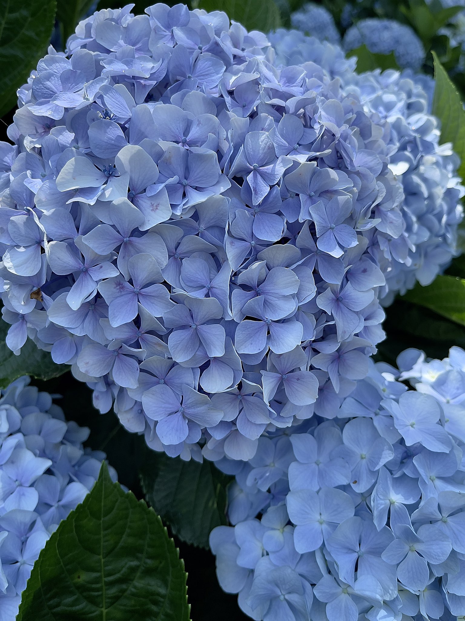 高家繡球花田 Twitter Search Twitter