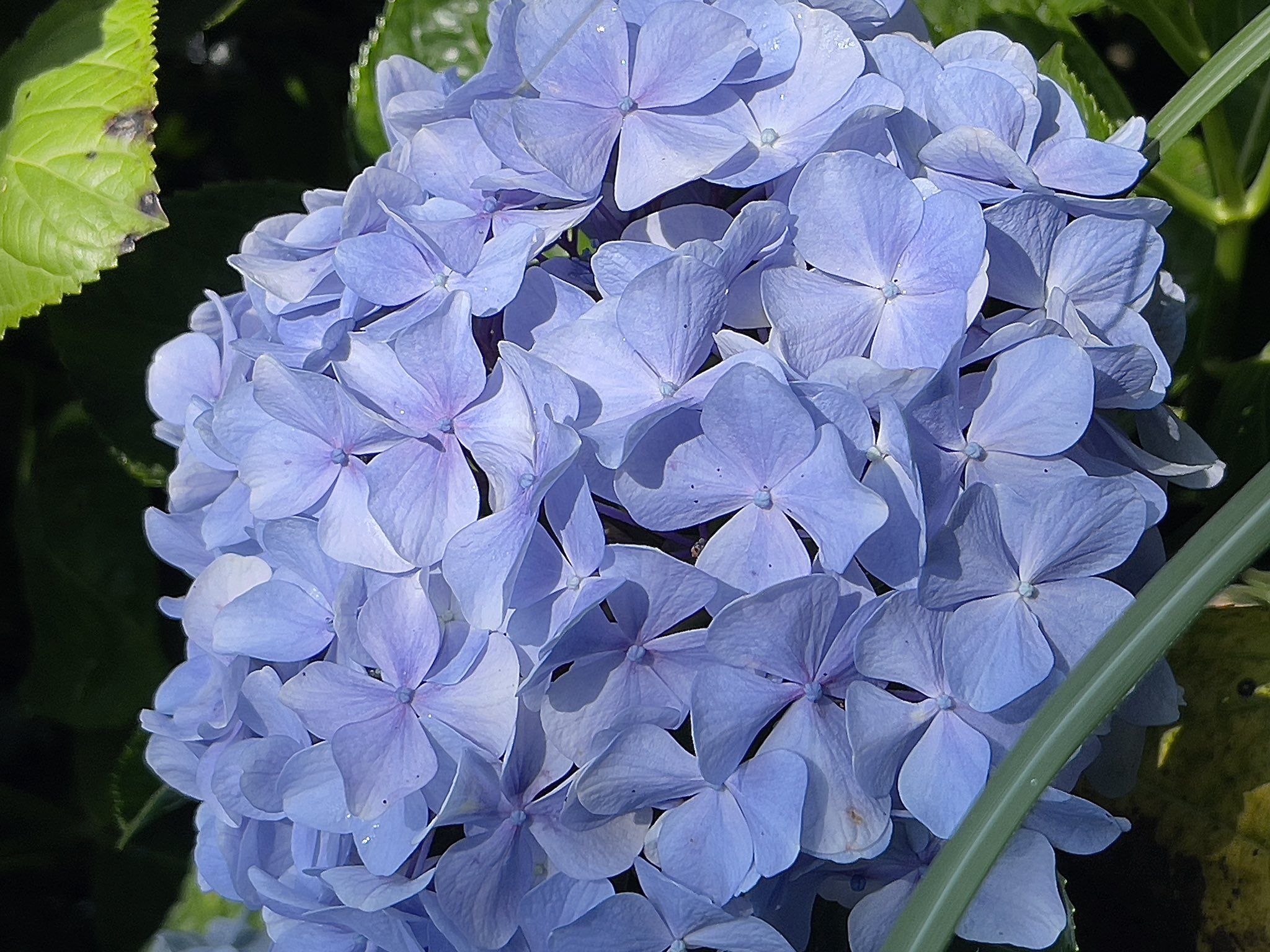 高家繡球花田 Twitter Search Twitter