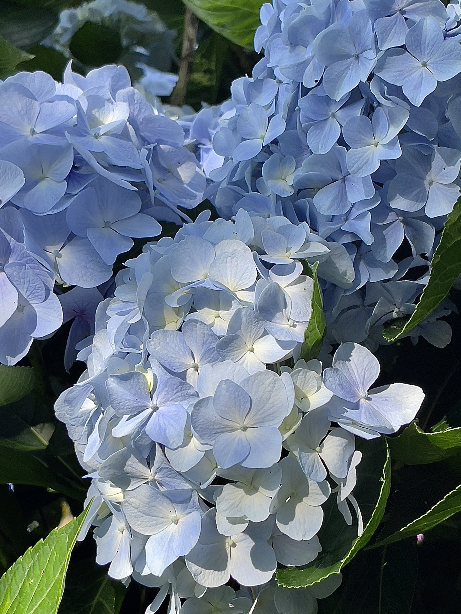 高家繡球花田 Twitter Search Twitter