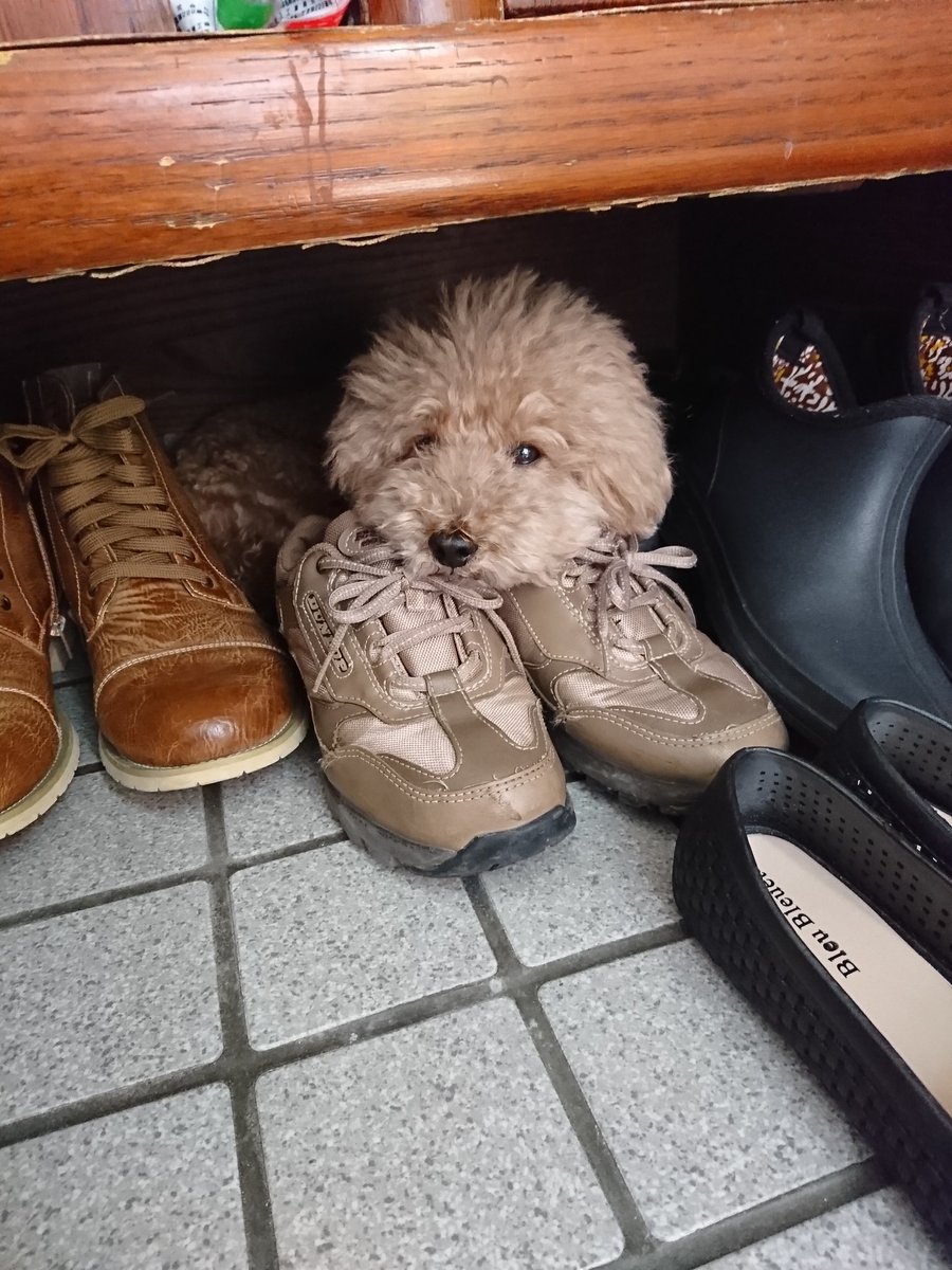 はなかわせみ みー Riorouououjo Twitter