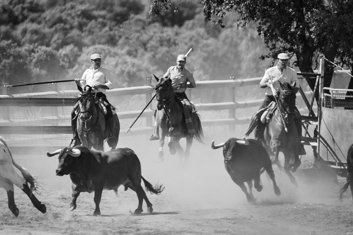 #felices de volver a sentir los sonidos de los campanos en una mañana de embarque. 

Y ver que poco a poco todo va volviendo a una realidad.

#umavacam #mayorales #vaqueros #alegria #felicidad #suerte #arauzderobles