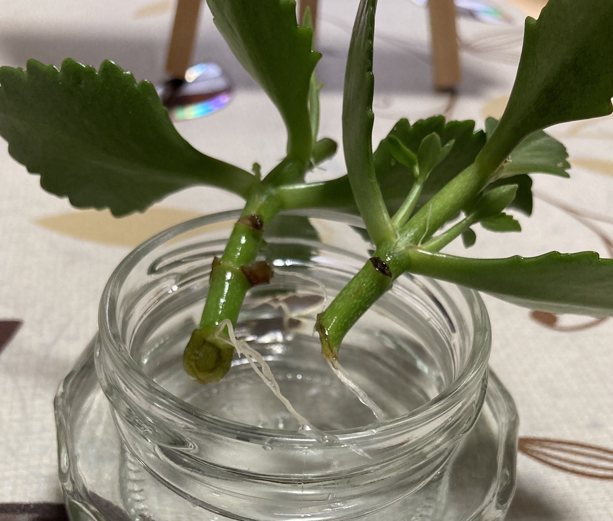 Chi Na ４月にカランコエを切り戻しした時に水に挿しておいた茎に根が出て育ってきましたので本日 鉢に植えてみました T Co Rhbnznjuzk Twitter