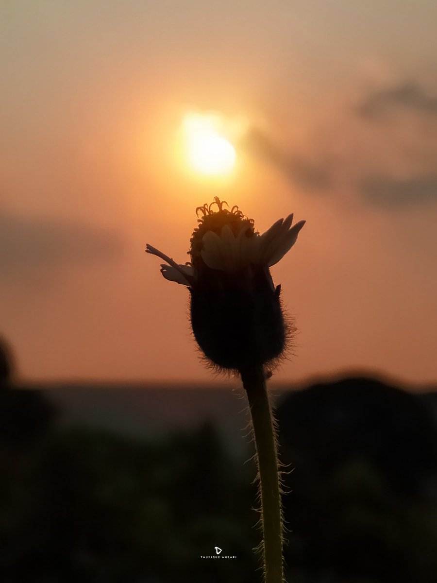 taufiqueaarya's tweet photo. If you want to know how I clicked this photo then tell me in the comment box and follow for similar posts.
#taufiqueansari #taufiqueaarya #taphotography #snapseed #lightroom #photoediting #oppo #taufiquephotography #photography #camera #suneffect #sunlight #mobilephotography https://t.co/jSwn16NHHa
