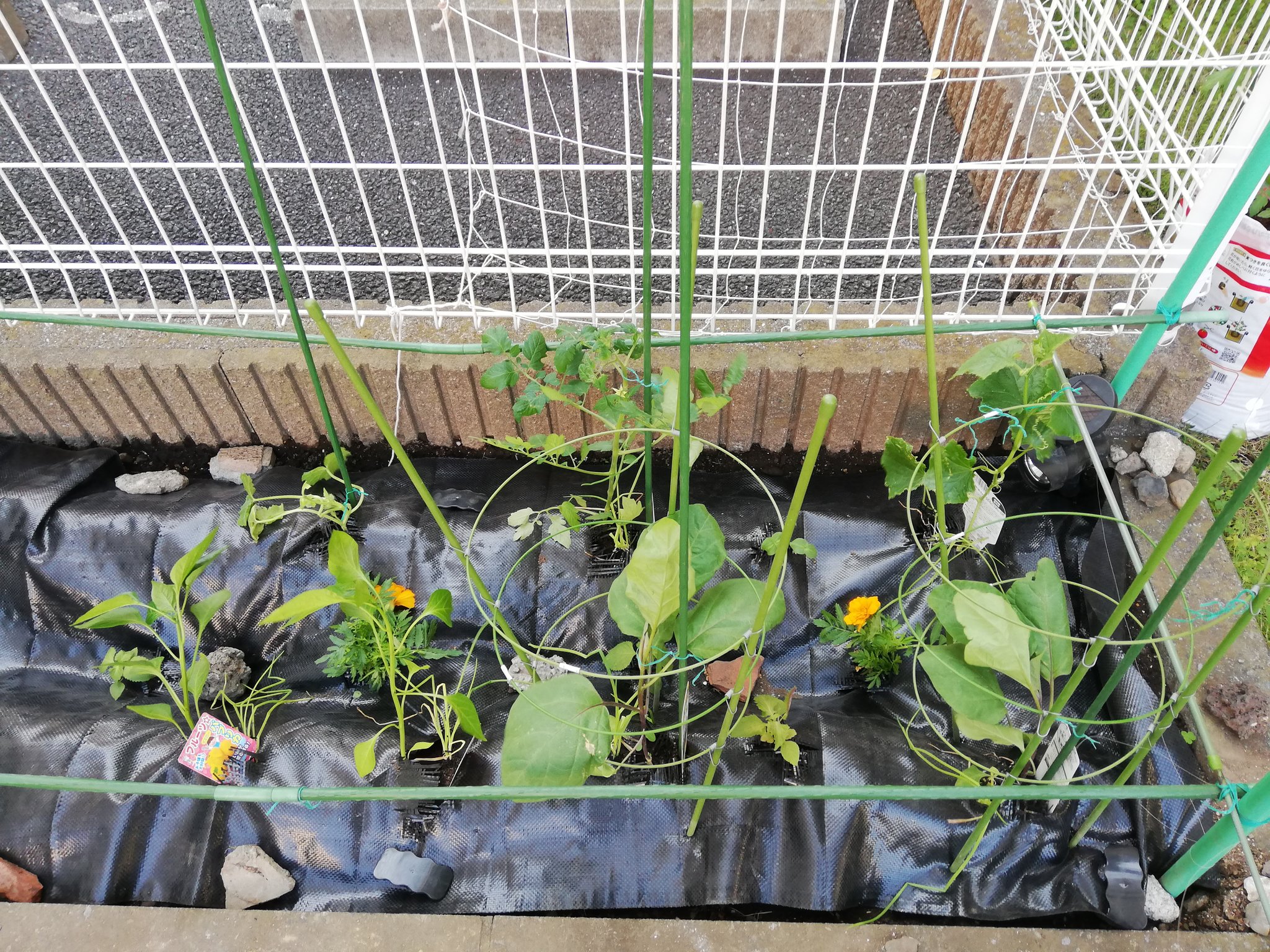 たべあるきなこ 旅行 食べ歩き大好き 植え付け完了 オクラは 種まきが遅くて通常より遅れてるけど 今年は沢山とれますように ナス科は連作になってるので コンパニオンプランツとしてネギやマリーゴールドで対策 家庭菜園 きゅうり オクラ