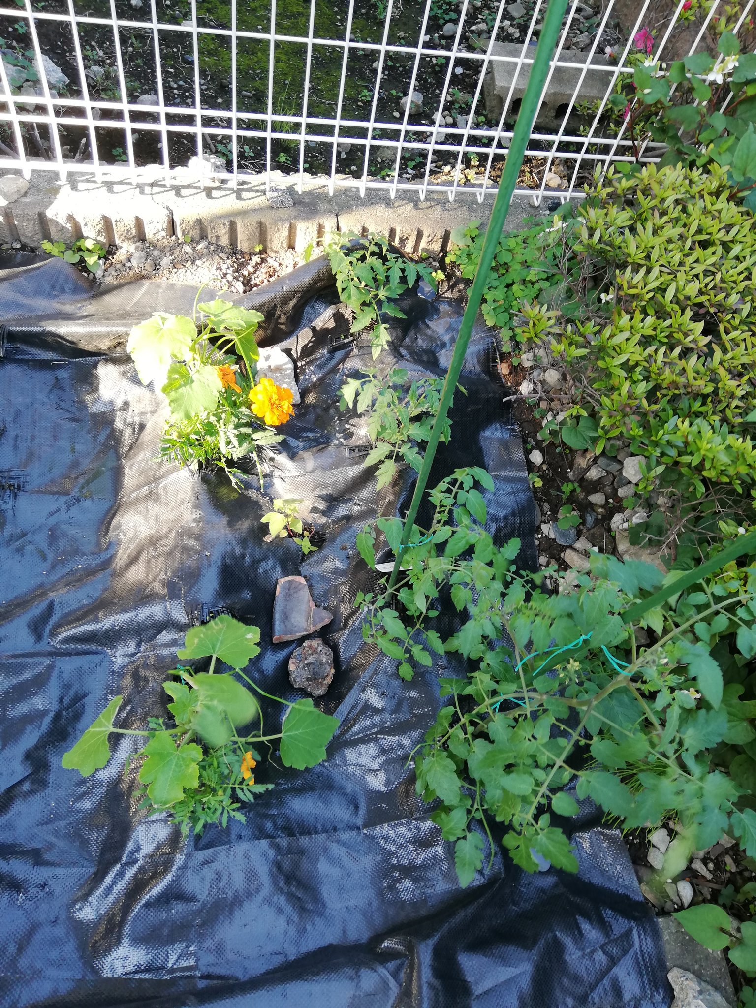 たべあるきなこ 旅行 食べ歩き大好き 植え付け完了 オクラは 種まきが遅くて通常より遅れてるけど 今年は沢山とれますように ナス科は連作になってるので コンパニオンプランツとしてネギやマリーゴールドで対策 家庭菜園 きゅうり オクラ