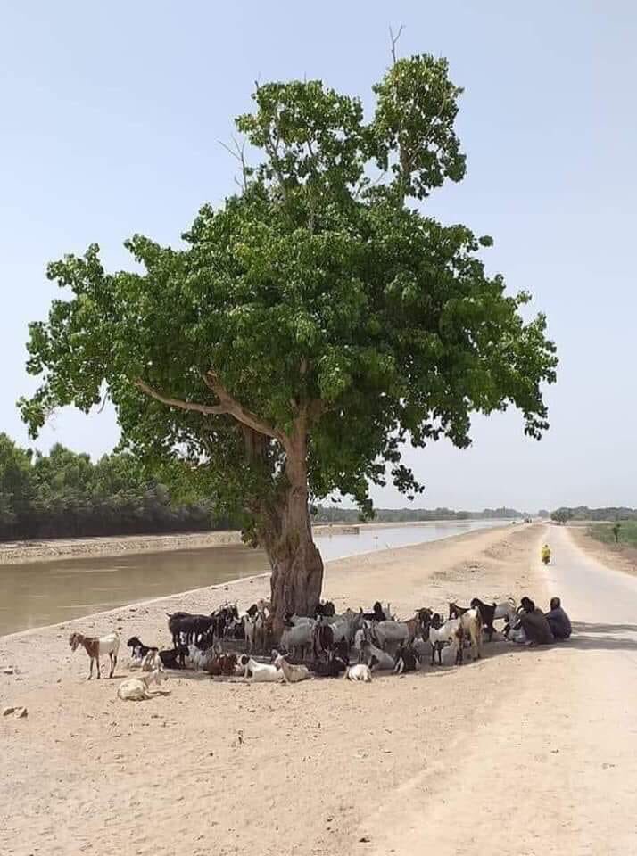 momentmemori's tweet photo. Let’s plant atleast one tree today. https://t.co/W0za61k5KQ