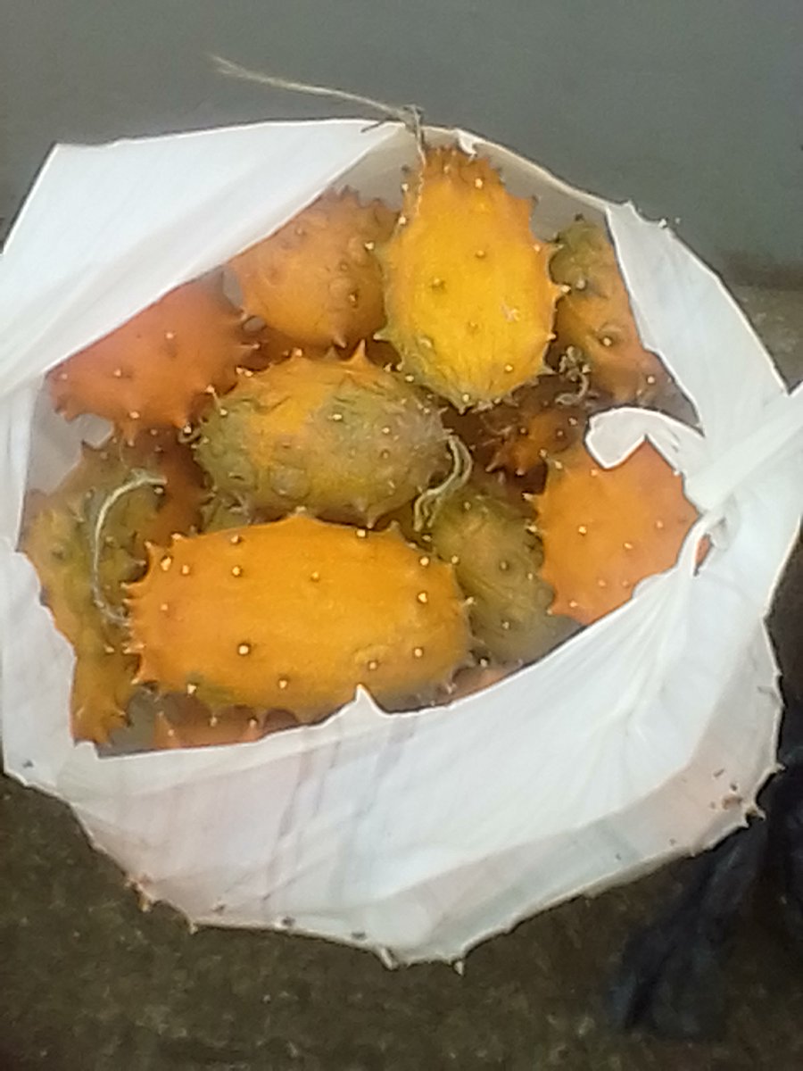 KiapiKFreddie76's tweet photo. soon harvesting #HornedMelon grown at our farm in Mityana. For orders DM by end of June 2021! @MAAIF_Uganda @OWC_ug @naads_ug @mtic_uganda @WholeFoods @ugandaexports https://t.co/qR00j2SsVe
