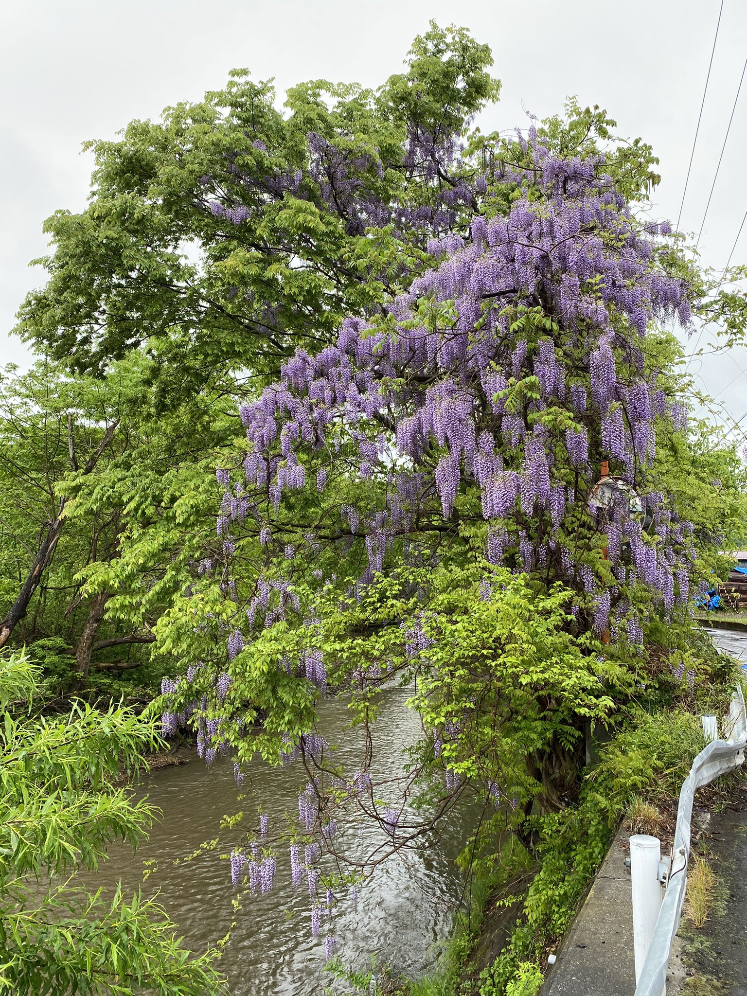 Lssah On Twitter 二戸市似鳥地区の安比川沿いで見つけた野生のフジの一群 色も濃く 花も密集していて 盛岡近辺で見るフジとは全く別物 Https T Co Tn7czuqqrf Twitter