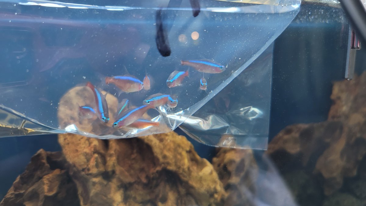 葉きつね Aquarium Blogger さぁ 久々に洞窟水槽にカージナルテトラを仲間に迎えます アクアリウム 水草水槽 水草 ボトリウム ビオトープ 熱帯魚 メダカ ベタ