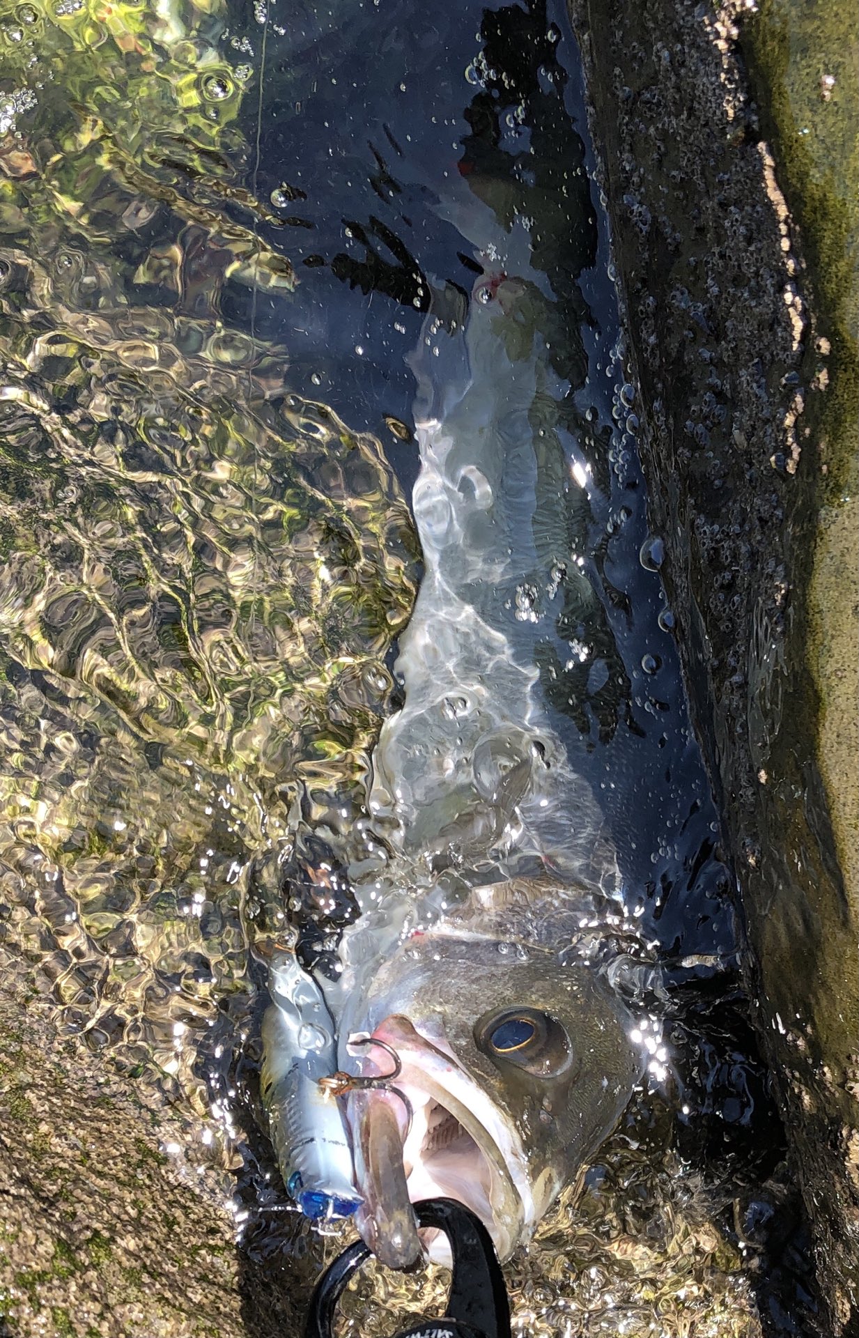 تويتر 松本秀浩 على تويتر 河川にてトレイシー15で渋い中やっとかけたのにエラ洗い で外れてホゲ 鬱憤晴らしは人口の磯笑にてスカーナッシュ1fのジャーキング 遠投してヒットした後のエラ洗いは外れなくて痺れた笑 シーバス釣り スカーナッシュ1f シーバス