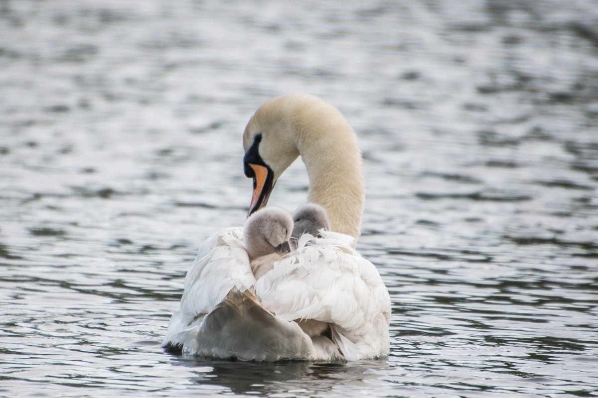 How beautiful are these #Swans and #cygnets #hitchingaride this morning #lincolnshire #amateurphotographer #nikonphotography