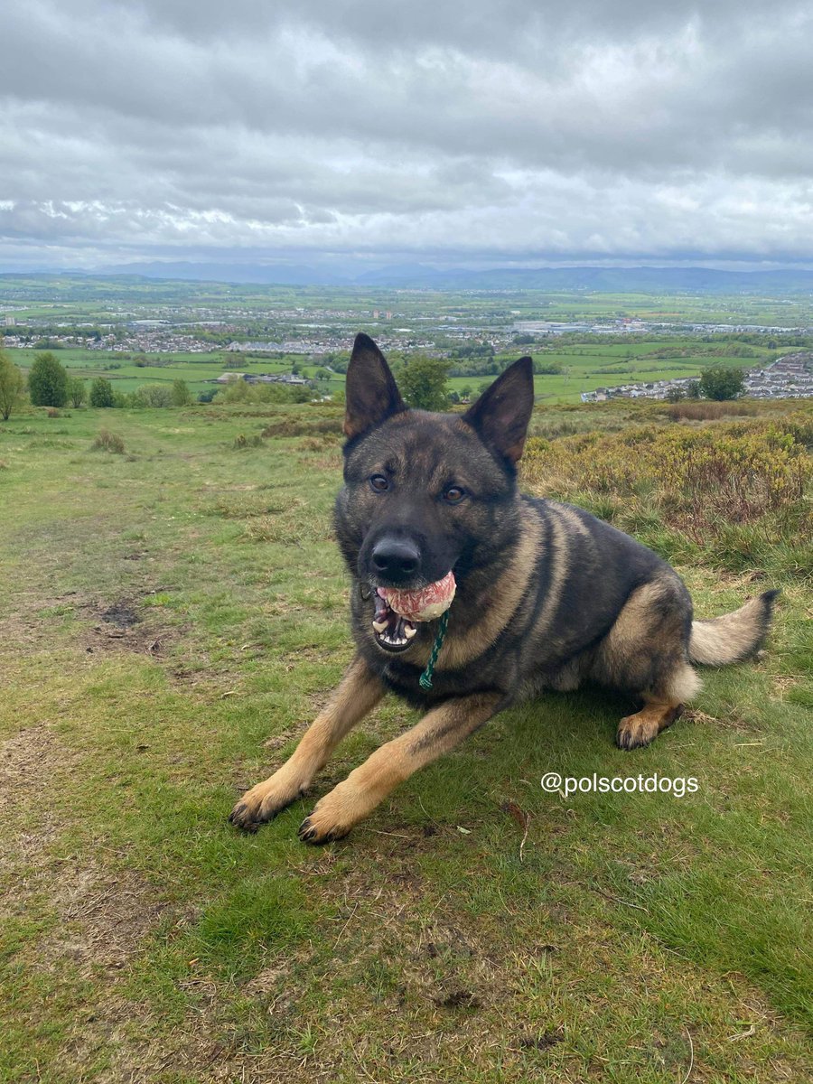 PSOSDogs's tweet photo. Another successful night for #PDBecks and handler. Locating a vulnerable missing male and tracking two suspects wanted for damaging property. #AllInANightsWork #TopTeam #PoliceDogsOfTwitter ๐พ๐ด๓ ง๓ ข๓ ณ๓ ฃ๓ ด๓ ฟ https://t.co/Wt81KXrOUV