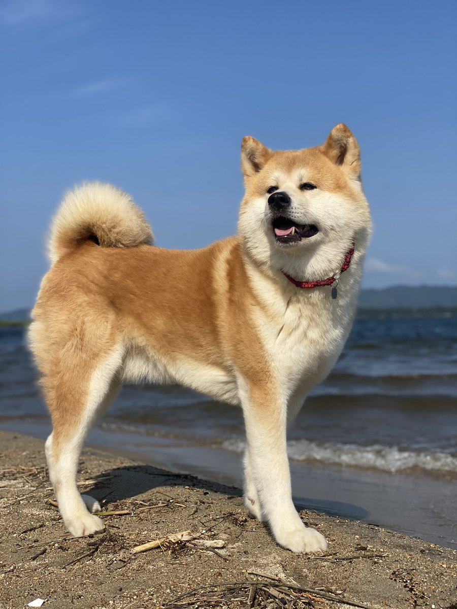 豆柴 七福犬舎 優しい顔のきみが好き 日本犬 秋田犬 あきたいぬ