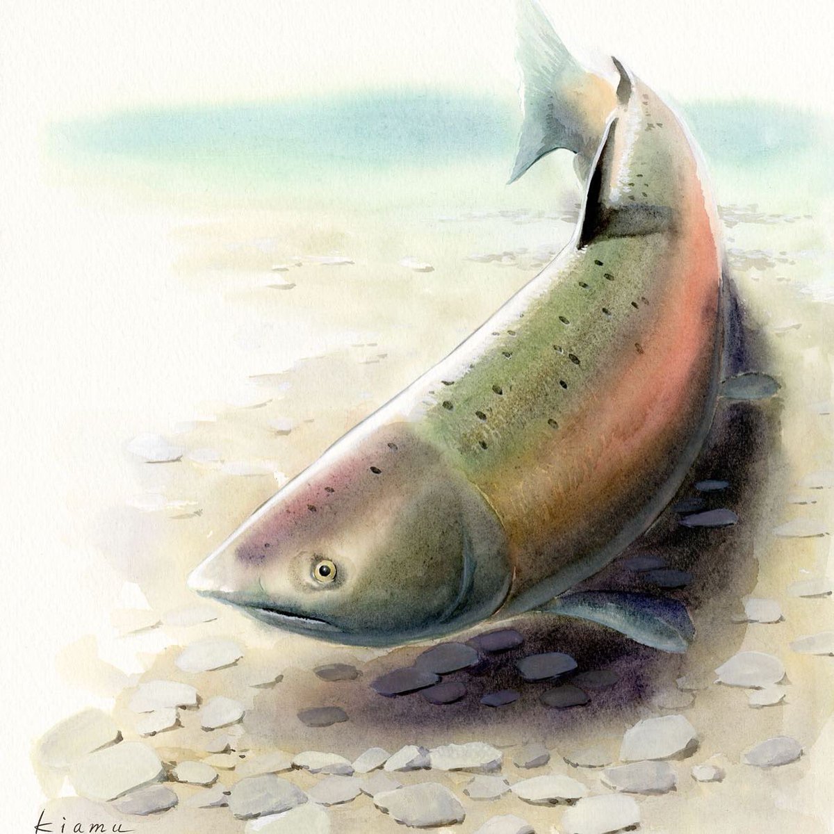 Watercolor paintin
「Chinook Salmon」

水彩画：スケッチ
「チヌークサーモン」

#flyfishin #chinooksalmon #salmon #kingsalmon #水彩画   #アナログイラスト #イラスト好きな人と繋がりたい