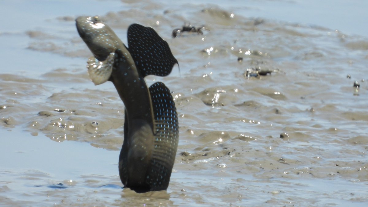 干潟観察 Twitter Search Twitter