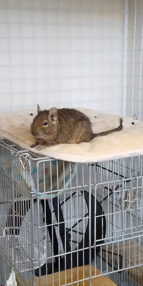 10ai29's tweet photo. ケージの上でくつろぎ中♥
#デグー #degu #ペット https://t.co/ySIl5dYPVo