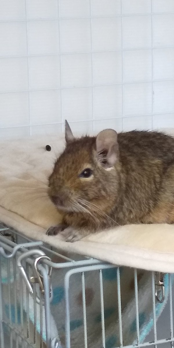 10ai29's tweet photo. ケージの上でくつろぎ中♥
#デグー #degu #ペット https://t.co/ySIl5dYPVo